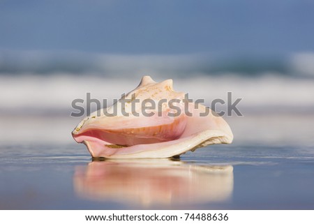 Queen conch shell on the beach with waves behind.