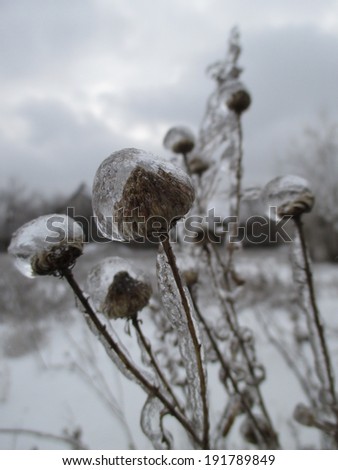 Wild flowers and grass under ice against gray sky