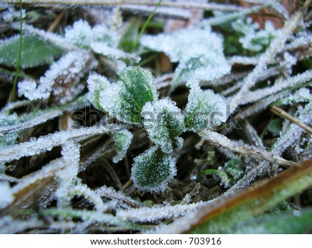 Winter is coming - white frost on green grass