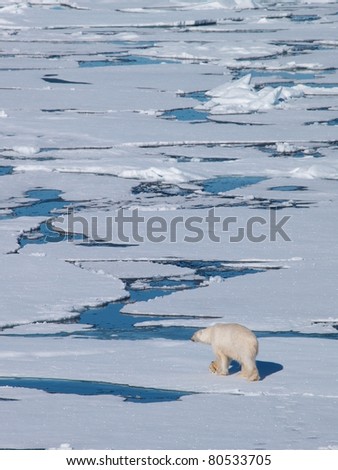 Lonely Polar Bear walking on sea ice