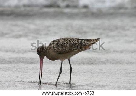 bird with long beak, long legs on the shore