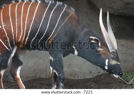 stripey horned ungulate