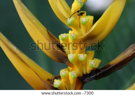 close-up of unusual yellow flower