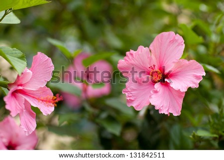 big pink hibiscus flowers with leaves