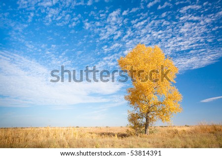autumn background with yellow tree
