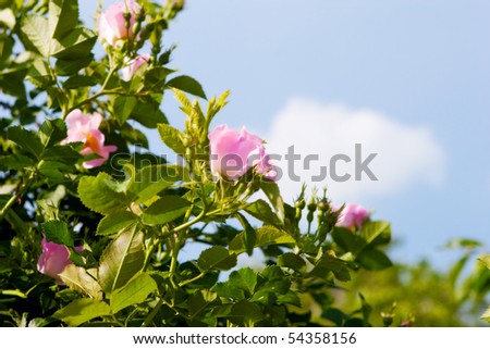 background of dog-roses and sky