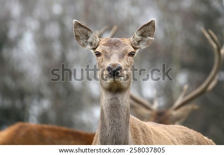 Deer female portrait
