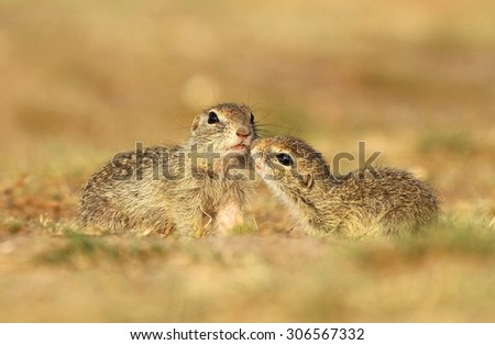 Ground squirrels in love