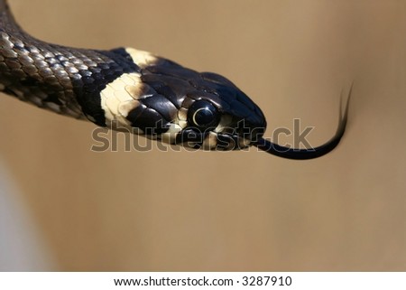 Snake with forked tongue