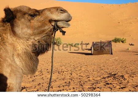 Camel watching the camp