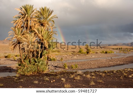 storm, rainbow and palm trees