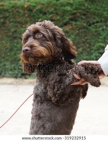 Beautiful chocolate brown Cockerpoo dog