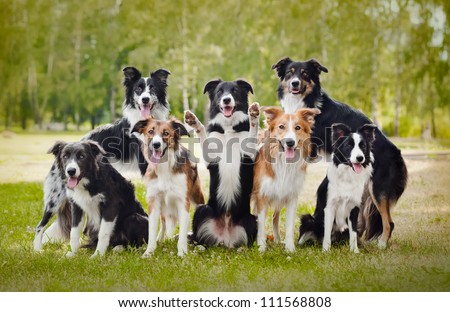 group of happy dogs border collies on the grass in summer