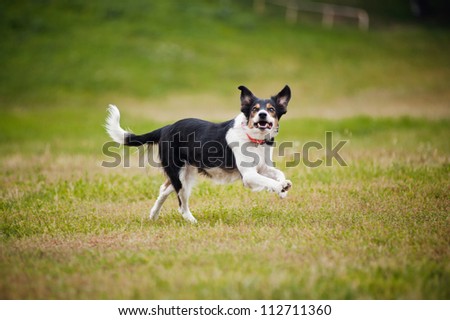 border collie dog catching disc in jump