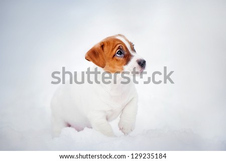 Jack Russell Terrier puppy, 2 months old, portrait in winter