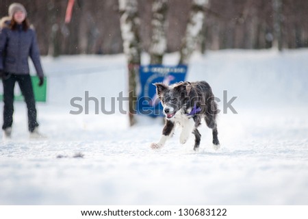 Blue Border collie dog running fast to catch a toy in winter