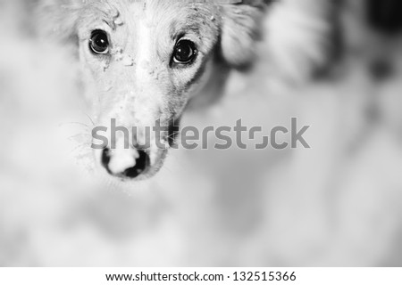 cute dog portrait, black and white, closeup