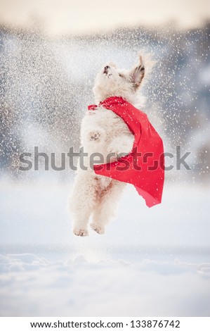 funny curly super hero dog wearing the red cloak jumping in the sky