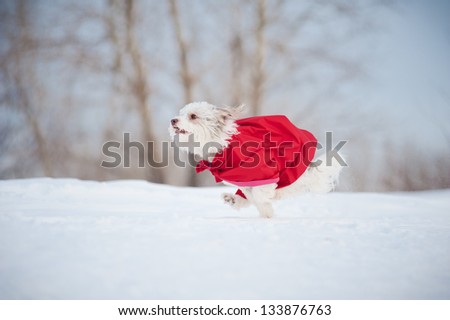 funny curly super hero dog wearing the red cloak running fast in winter