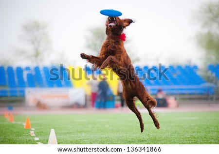 Irish setter catching disc in jump in competitions