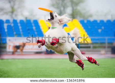 poodle dog catching disc in jump in competitions