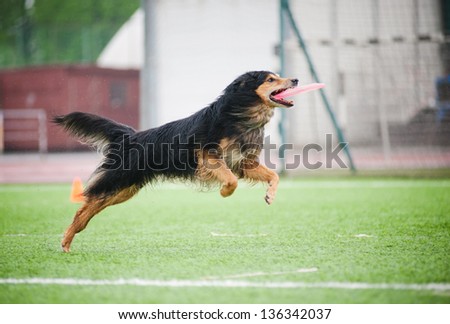 Chod dog catching disc in jump in competitions