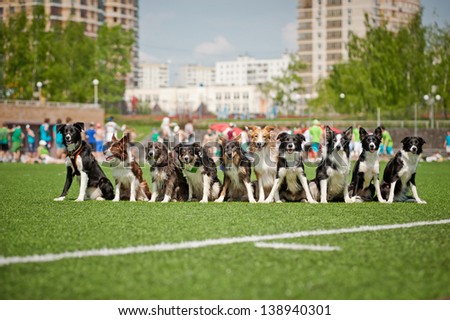 Many cute border collie dogs sitting together
