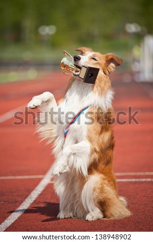 border collie dog with medal and award make show trick