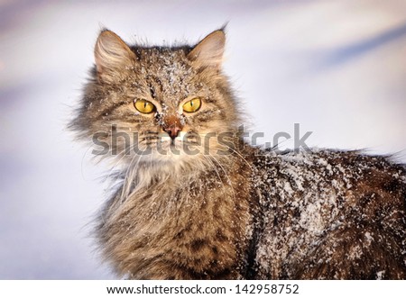 cat with big yellow eyes in winter