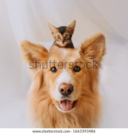 happy mixed breed dog portrait with a kitten on his head Foto stock © 