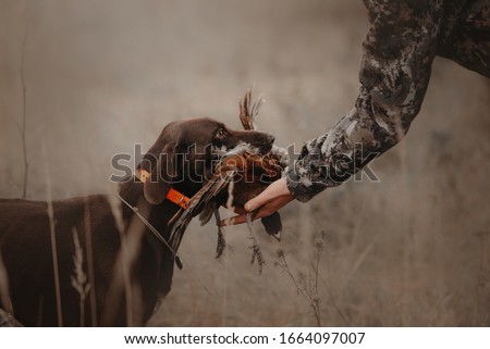 hunting dog brings pheasant game back to owner Сток-фото © 