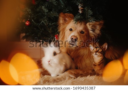 Similar – Image, Stock Photo Cat under the Christmas tree