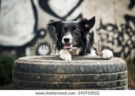 Border collie dog playing with tires on the graffiti background