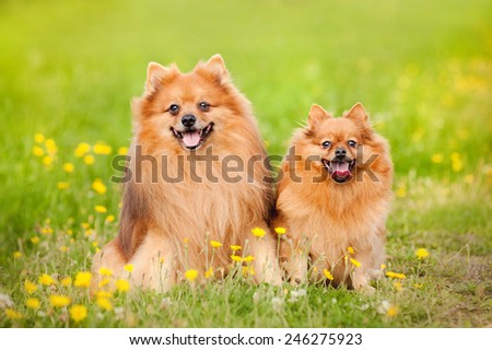 two cute pomeranian dog sitting in summer