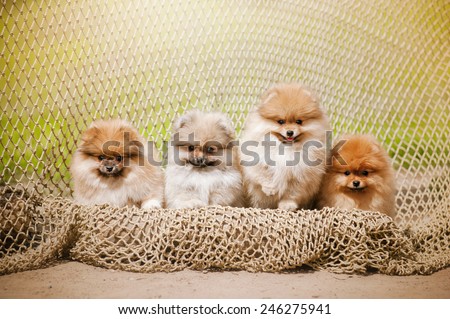 Four Pomeranian puppy Spitz looking at the camera in summer