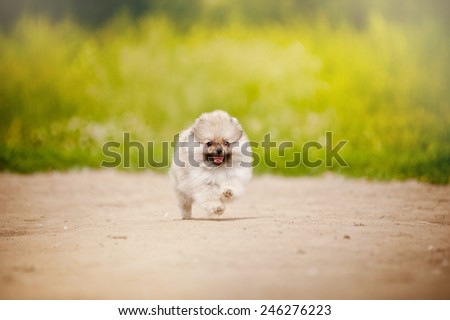 Small Pomeranian Spitz puppy running in summer