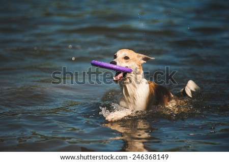 purebred red and white dog swims and returns the toy out of the water