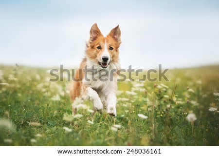 Similar – Image, Stock Photo wet grass Trip Freedom