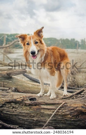 Red Border Collie dog is standing on a log in summer