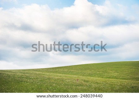 Little dog in a meadow, summer, Slovakia