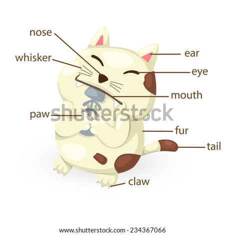 Illustration Of Cat Vocabulary Part Of Body Vector - 234367066 ...