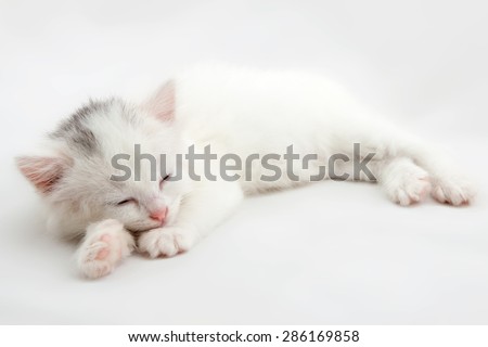 little white kitten lying isolated on white background