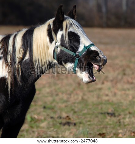 Horse in pasture showing teeth