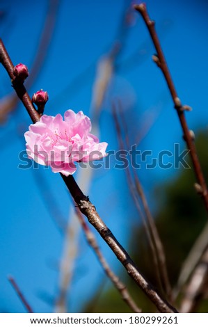 Chinese plum blossom against the blue sky