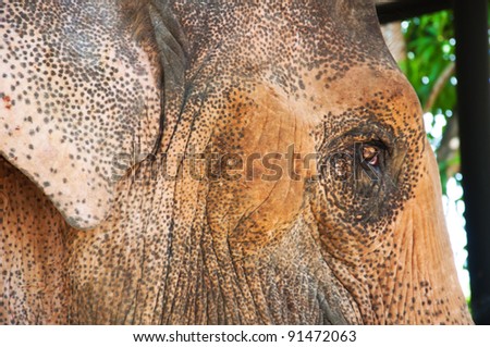 Asian elephant eyes are looking