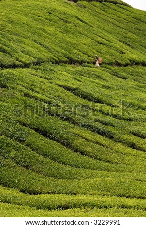 Tea picker working in a tea estate in Cameron Highlands, Malaysia, showing diagonal pattern of rows of tea trees