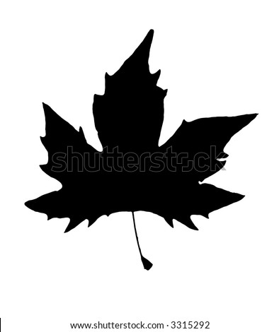 Sycamore Leaf Silhouette Stock Photo 3315292 : Shutterstock