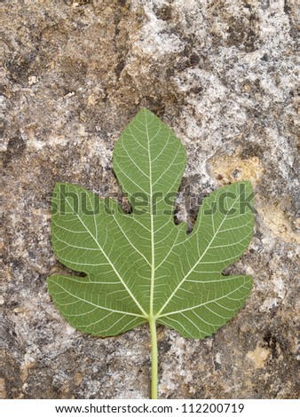 Fig leaf on rocky background