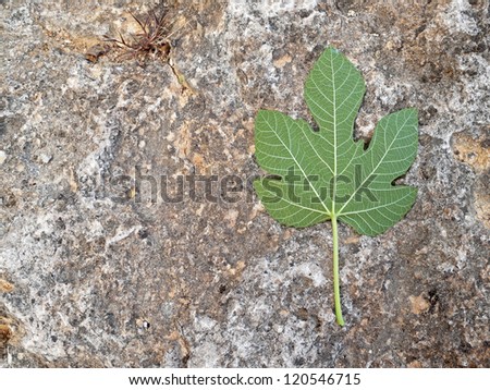 Fig leaf on rock