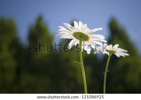 Daisy flower closeup viewed from below